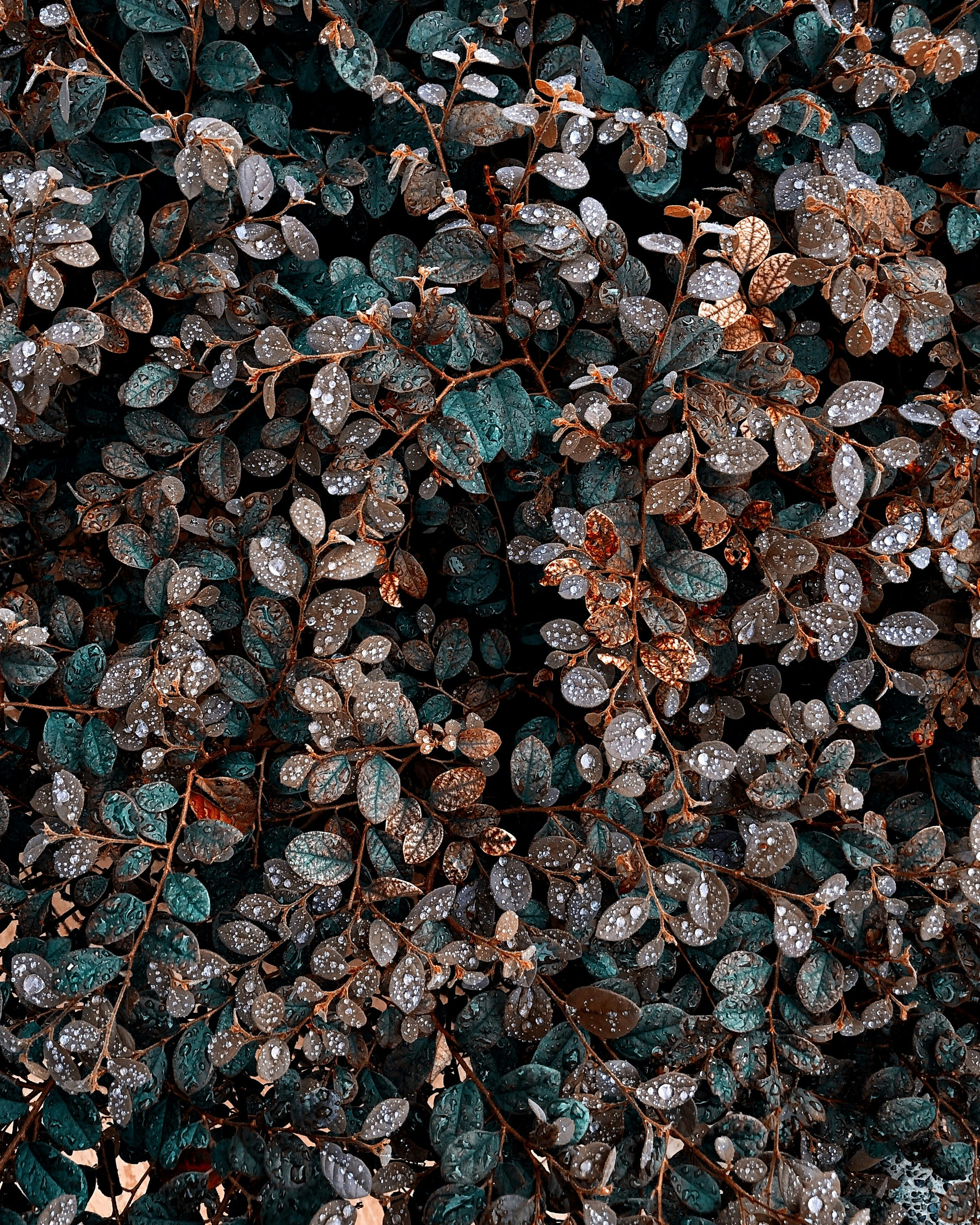 a close up of a bunch of leaves on a tree