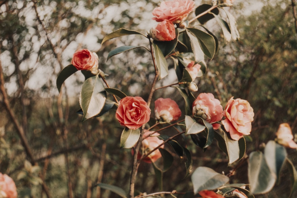 pink petaled flower