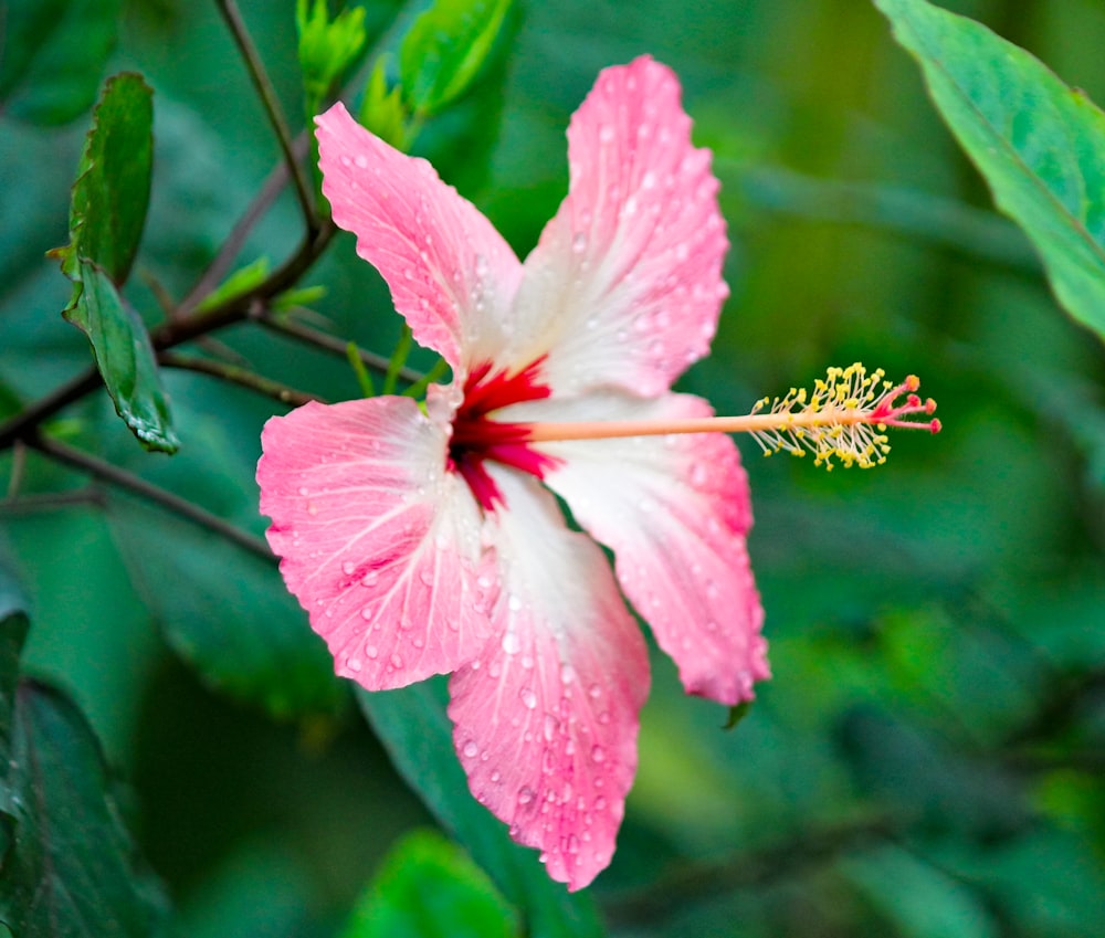 pink and white petaled flower