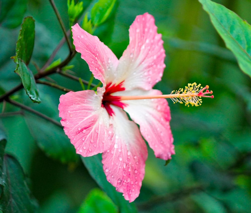 flor de pétalas rosa e branca