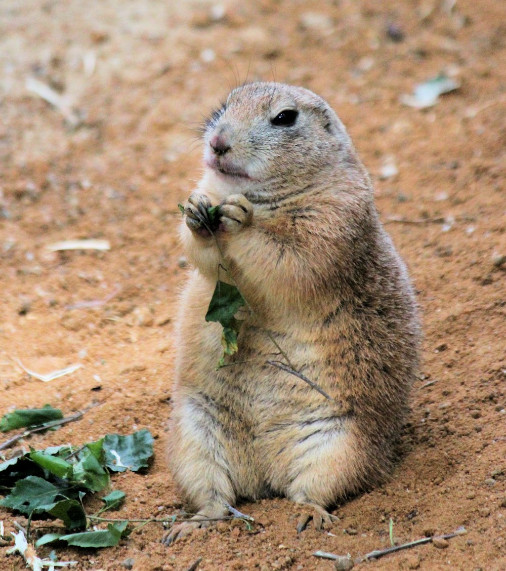 brown animal eating grass