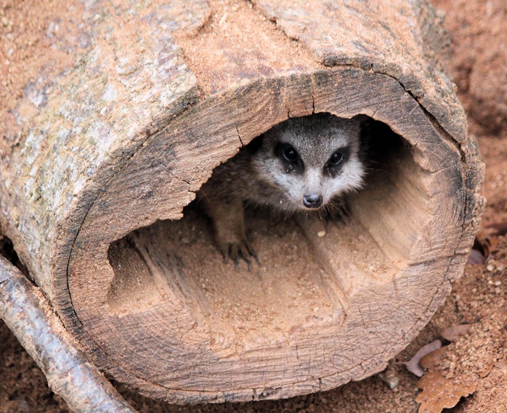 félin dans l’arbre