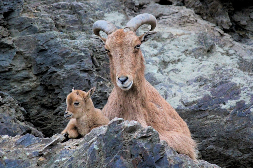 brown goat on rock formation