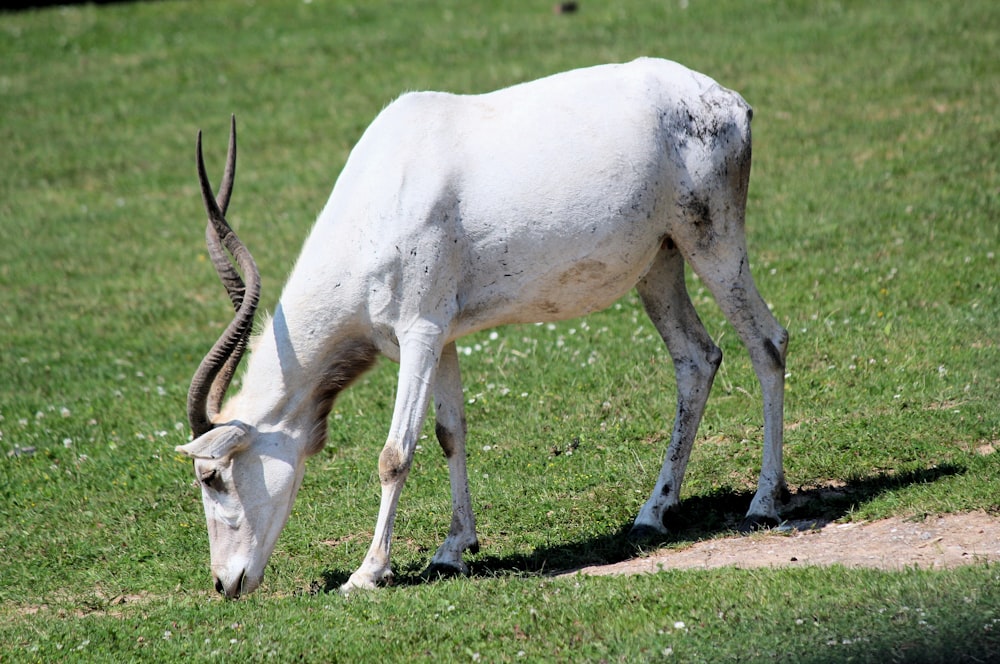 white animal grazing