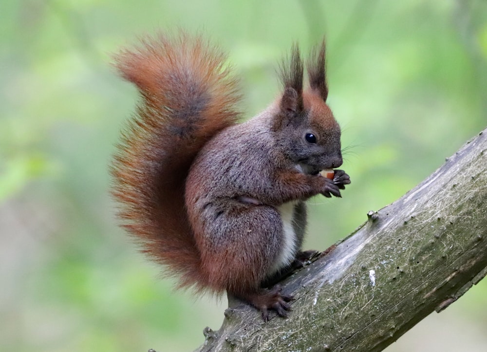 red squirrel on branch