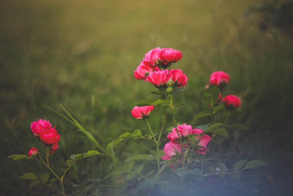 pink petaled flower