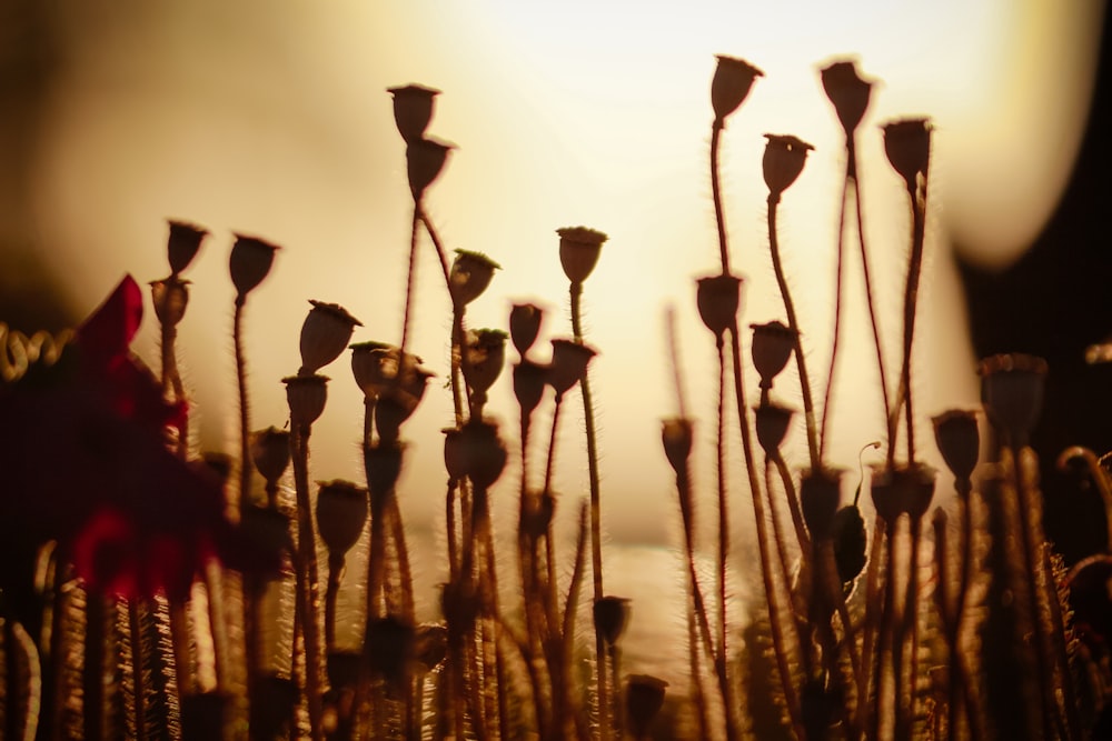 silhouette of flowers