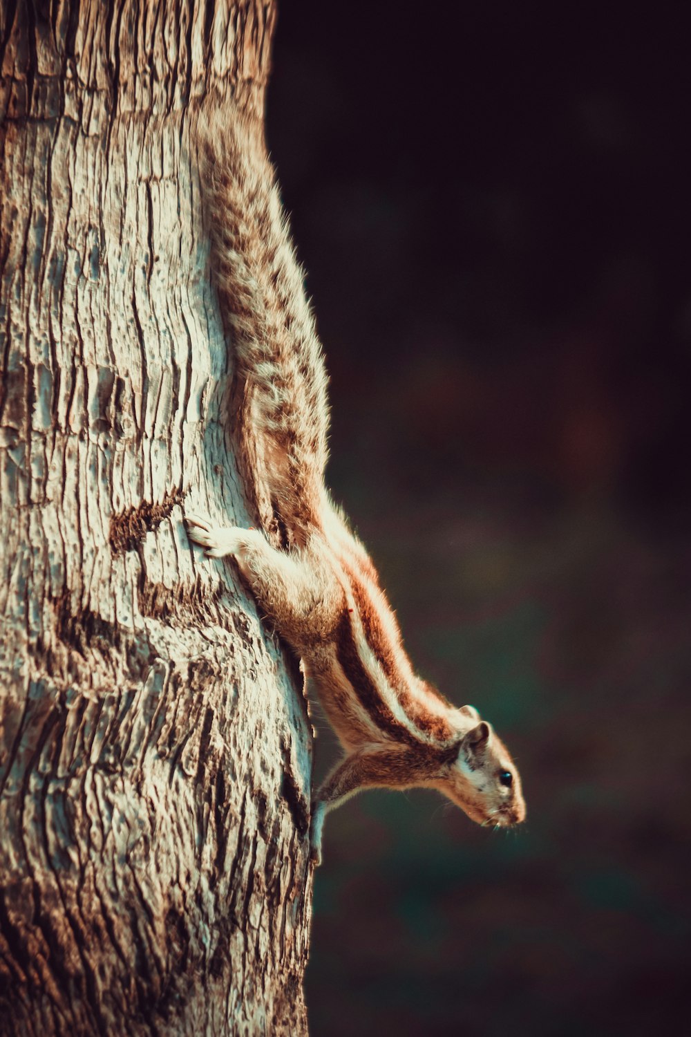 brown animal on brown tree