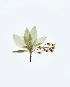 A delicate sprig of sage green leaves against a soft, muted floral background.