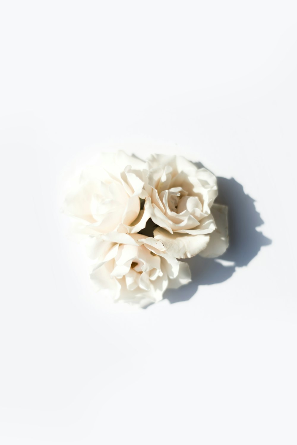 flor de pétalo blanco