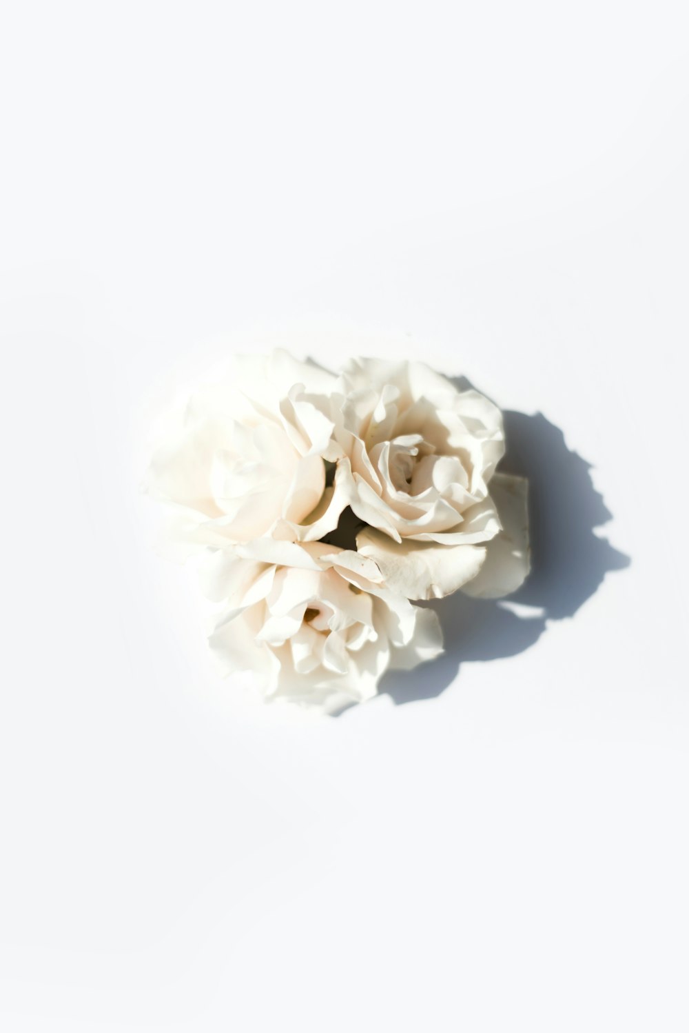 white petaled flower