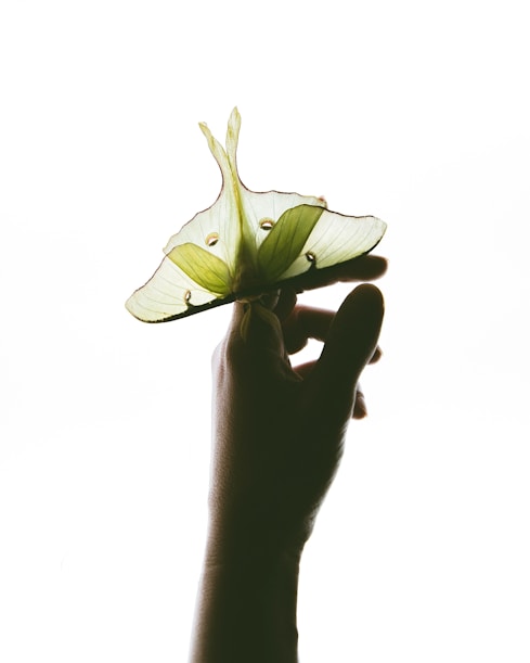 person holding green butterfly