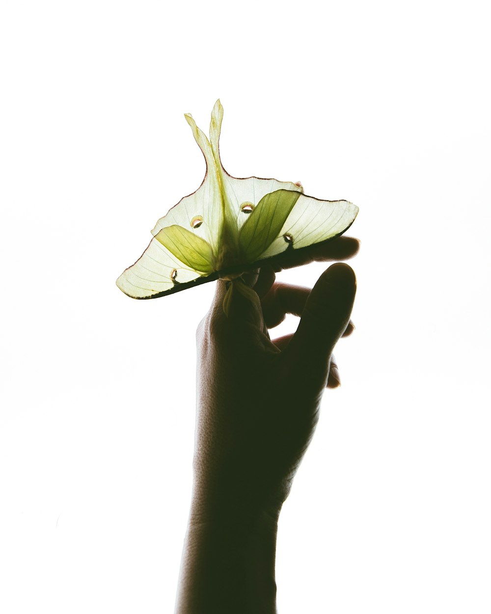 person holding green butterfly