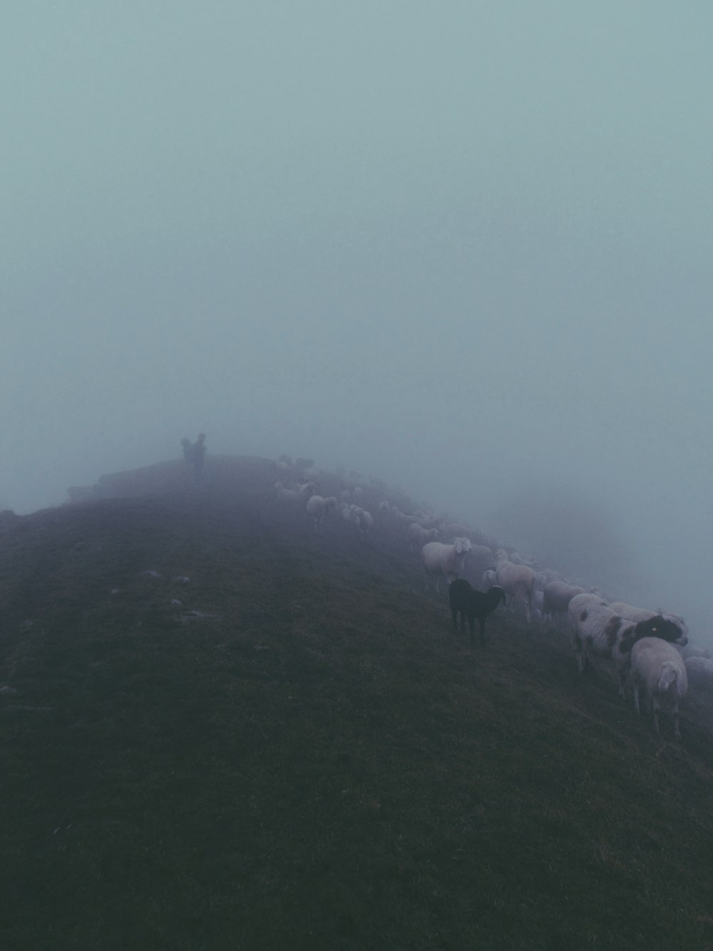 a herd of sheep standing on top of a grass covered hill