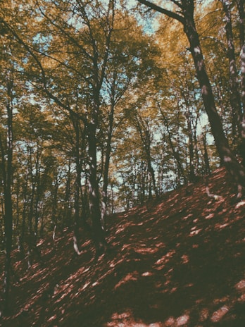 A dense forest scene with tall trees and lush foliage casting intricate shadows on the forest floor. The slope is covered with leaves, creating a sense of depth and texture.