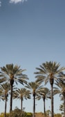 green palm trees across blue sky