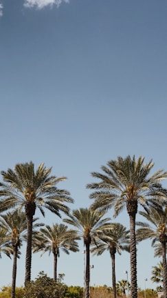 green palm trees across blue sky