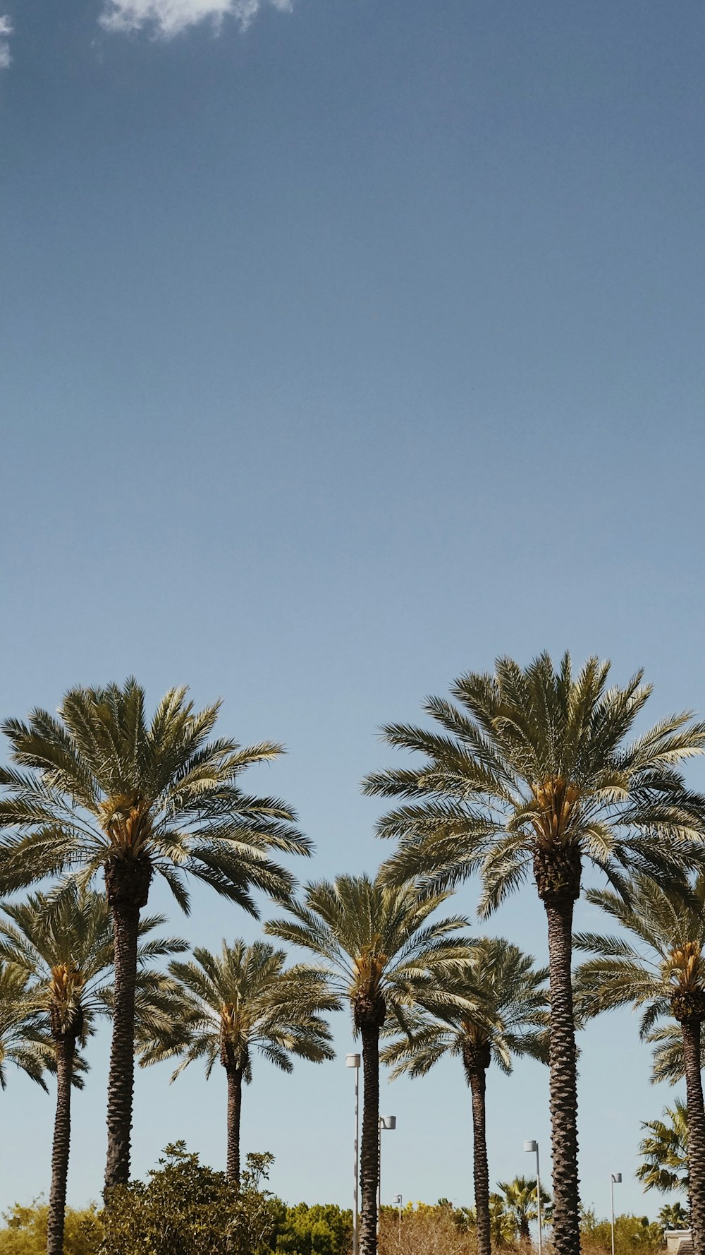 green palm trees across blue sky