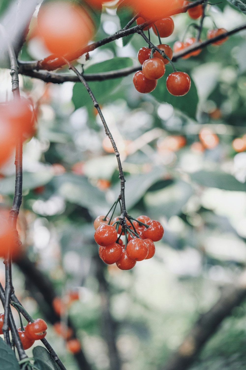 close view of red Lingonberry