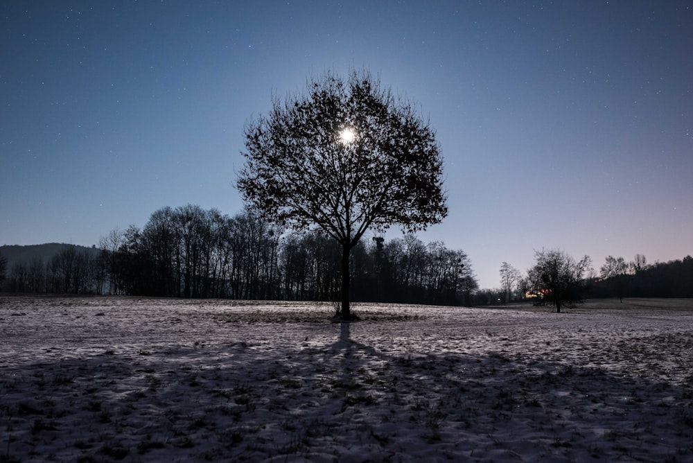 silhouette of tree during daytime