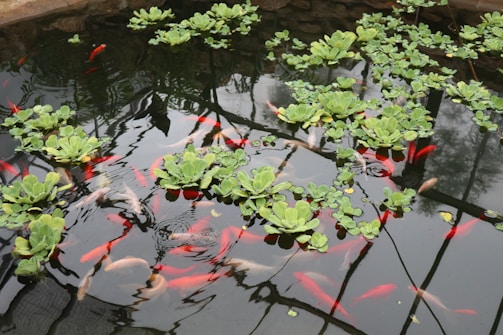 A tranquil pond filled with numerous vibrant red and white koi fish swimming beneath floating green aquatic plants. The water surface reflects the structure of the greenhouse above, adding a geometric pattern to the natural scene. The overall atmosphere is peaceful and serene.