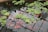 A tranquil pond filled with numerous vibrant red and white koi fish swimming beneath floating green aquatic plants. The water surface reflects the structure of the greenhouse above, adding a geometric pattern to the natural scene. The overall atmosphere is peaceful and serene.