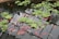 A tranquil pond filled with numerous vibrant red and white koi fish swimming beneath floating green aquatic plants. The water surface reflects the structure of the greenhouse above, adding a geometric pattern to the natural scene. The overall atmosphere is peaceful and serene.