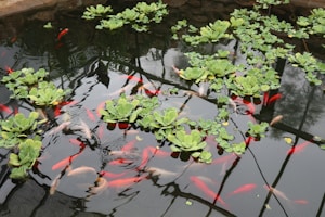 Carpa Fresca