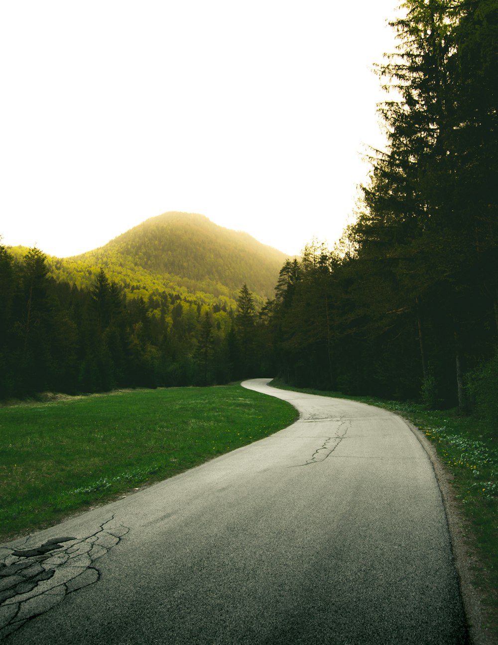 gray concrete spiral road surrounded with tall and green trees