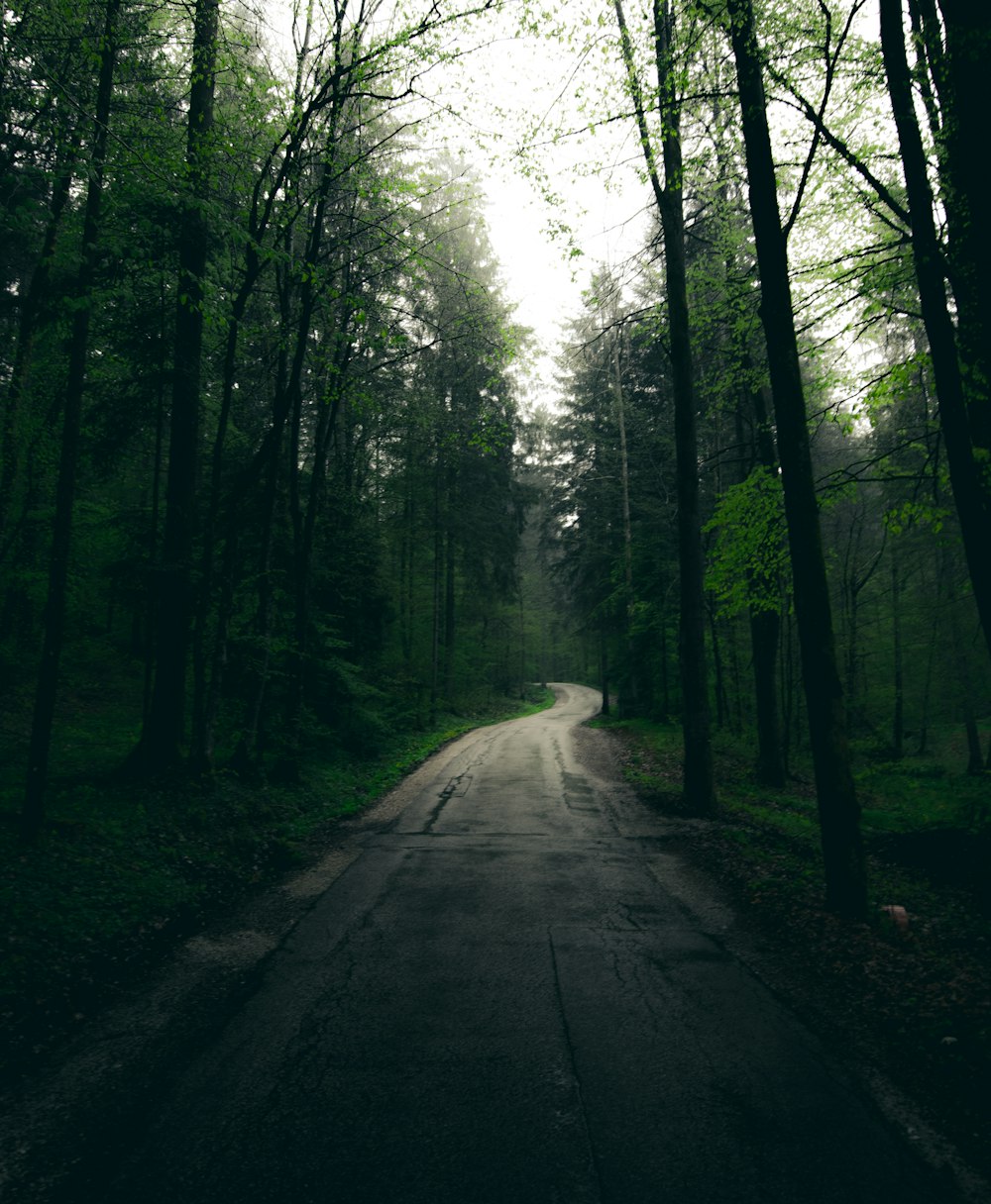 trees beside road during daytime