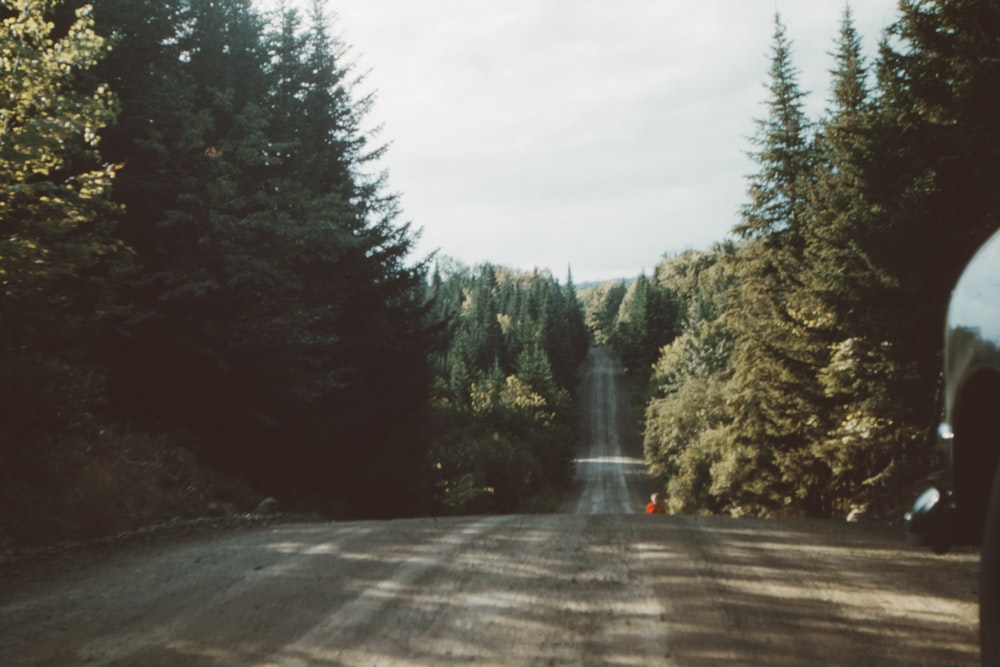 caminho perto de árvores