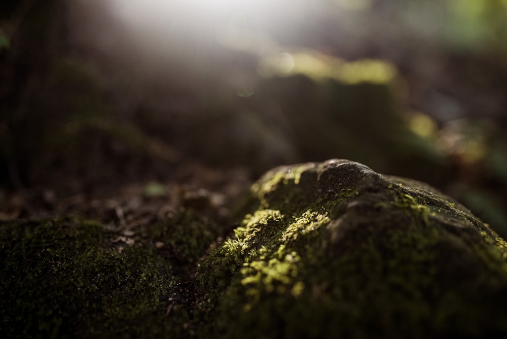 a rock covered in moss in a forest