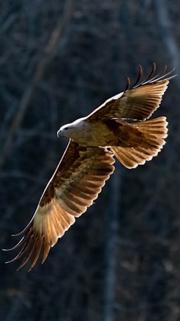 An eagle soaring through the sky with its wings fully extended. The sunlight illuminates the feathers, highlighting shades of brown and beige. The background is a blurred forest, providing contrast to the bird in flight.