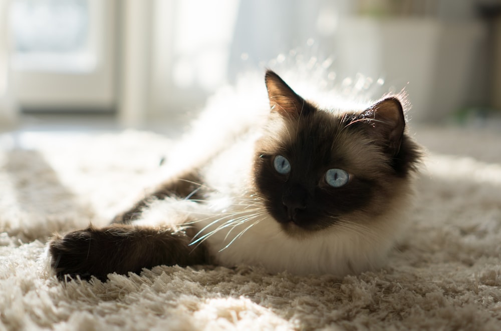 Himalayan cat lying on fleece