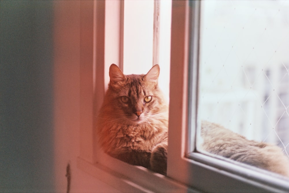 cat on window