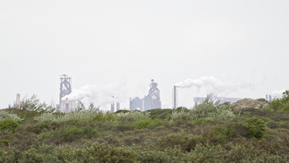 arbusto verde cerca de edificios