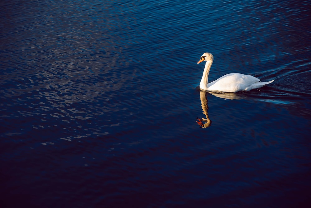 white swan on body of water