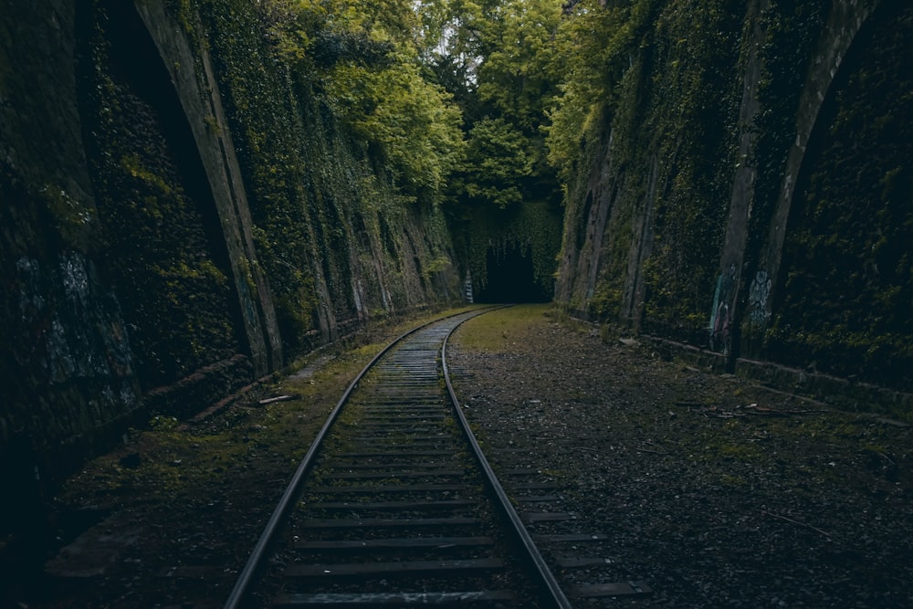 railroad between trees