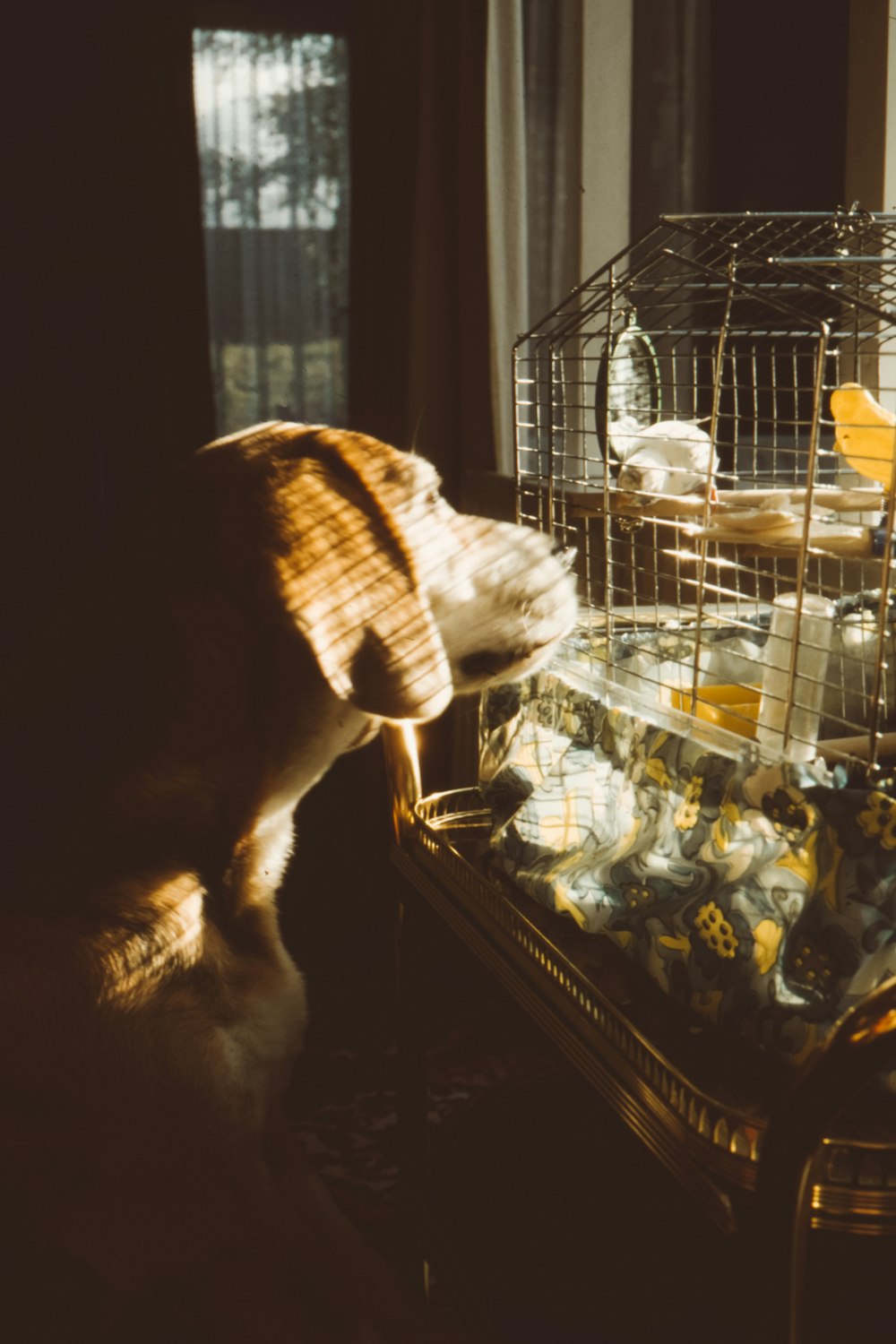 short-coated brown dog in front of gray birdcage