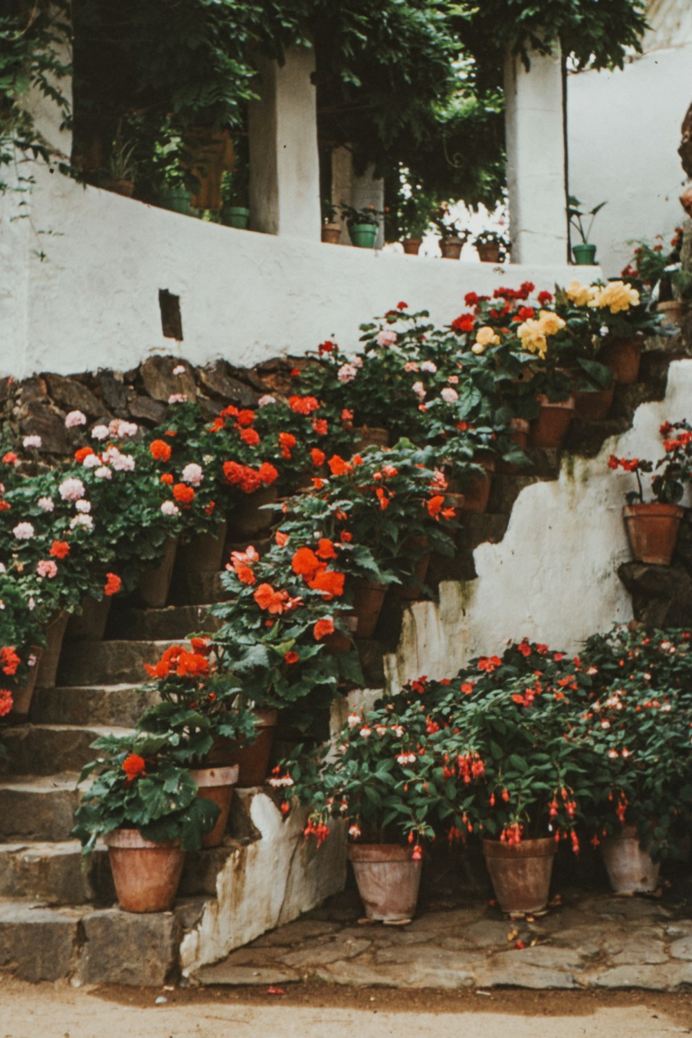 multicolored flowering potted plants in stairs