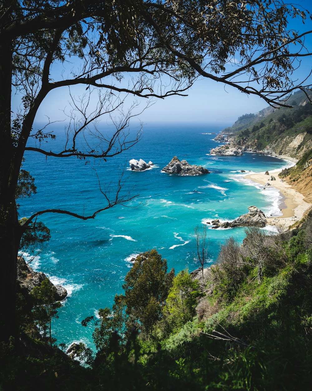 arbre à feuilles vertes à côté de la plage pendant la journée