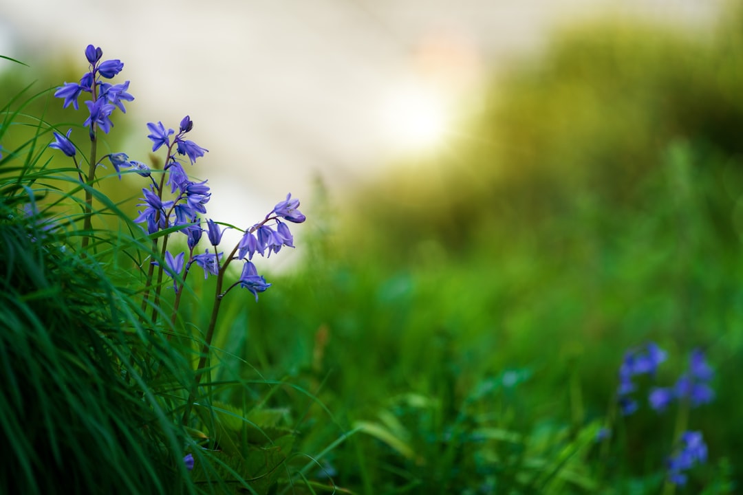 purple flowered plants in grass field