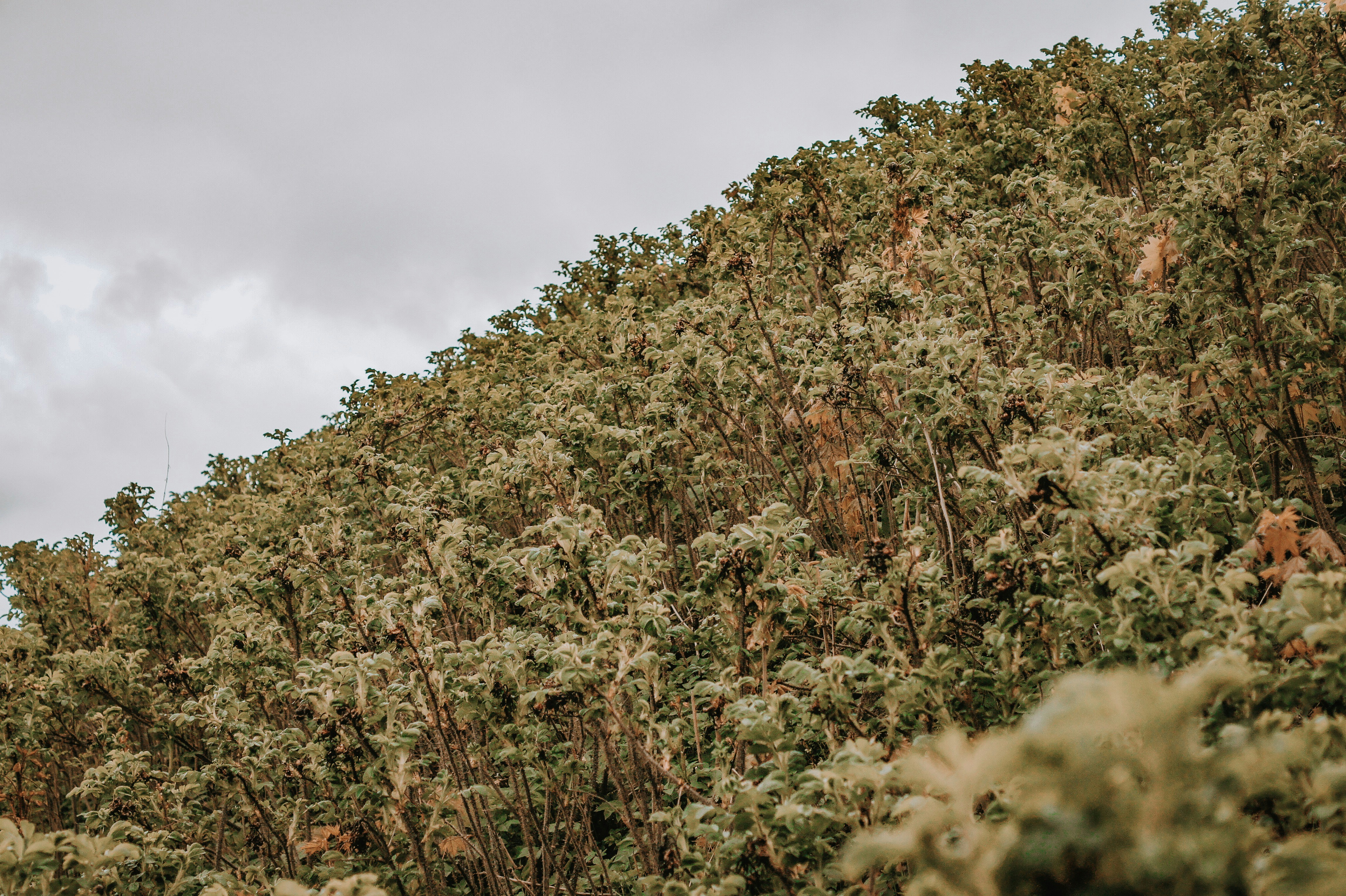 green trees in hill slope