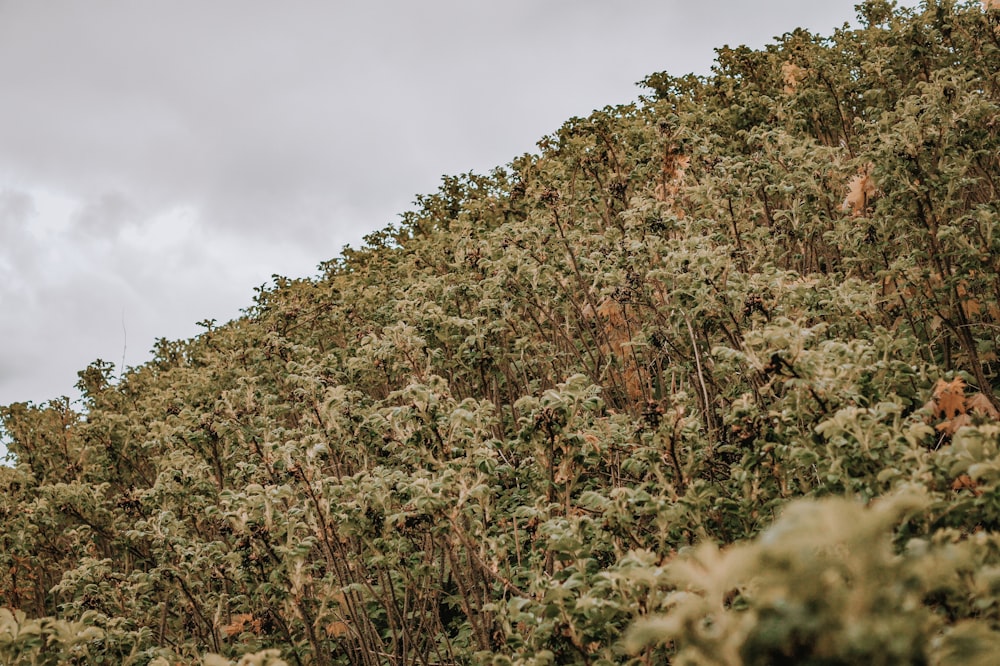 green trees in hill slope