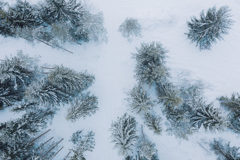 aerial view of snow covered trees