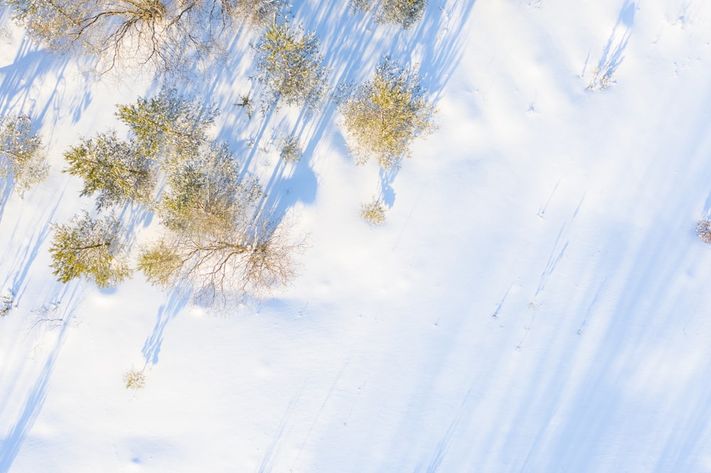 Photographie aérienne d’arbres sur une zone enneigée