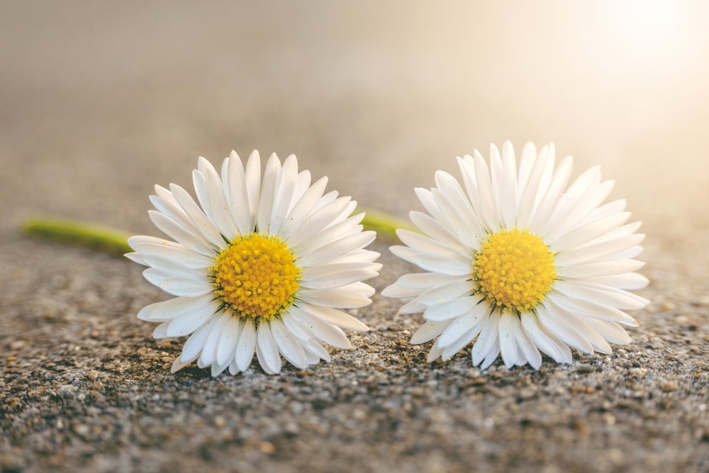 two daisy flowers