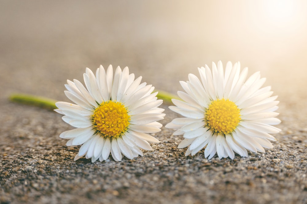 deux fleurs de marguerite