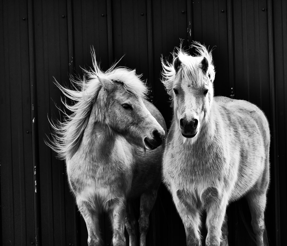 grayscale photo of two stallion horses