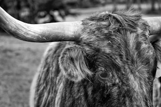 Close-up of a longhorn cattle's head, showcasing its textured fur and large, curved horns. The animal's eye and ear are visible, adding to the detailed focus on its distinctive features.